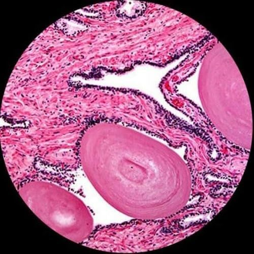 AmScope 40X-2500X LED Digital Monocular Compound Microscope - Image 6