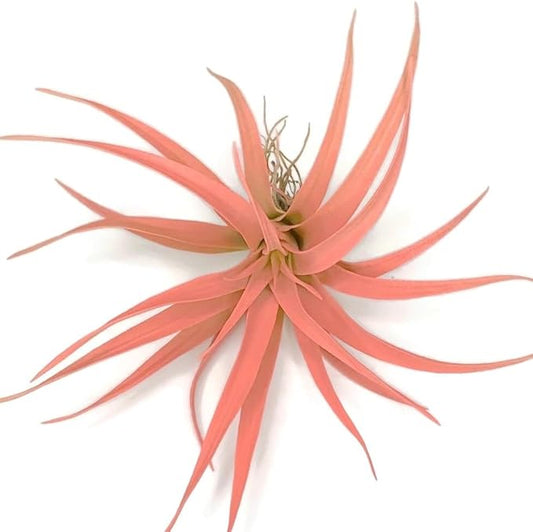 Colored Capitata Air Plant, Tillandsia Air Plant, Airplant, Air Purification, House Plant, Home Decor & Gift, Live Plant (Peach)