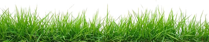 Brownie Brand Majestic Hulled Bermudagrass Seed | Premium Turf Grass for Dense, Drought-Resistant Lawns | Fast-Growing, Heat-Tolerant, Certified Seed for High-Traffic Areas. (50 Pound)