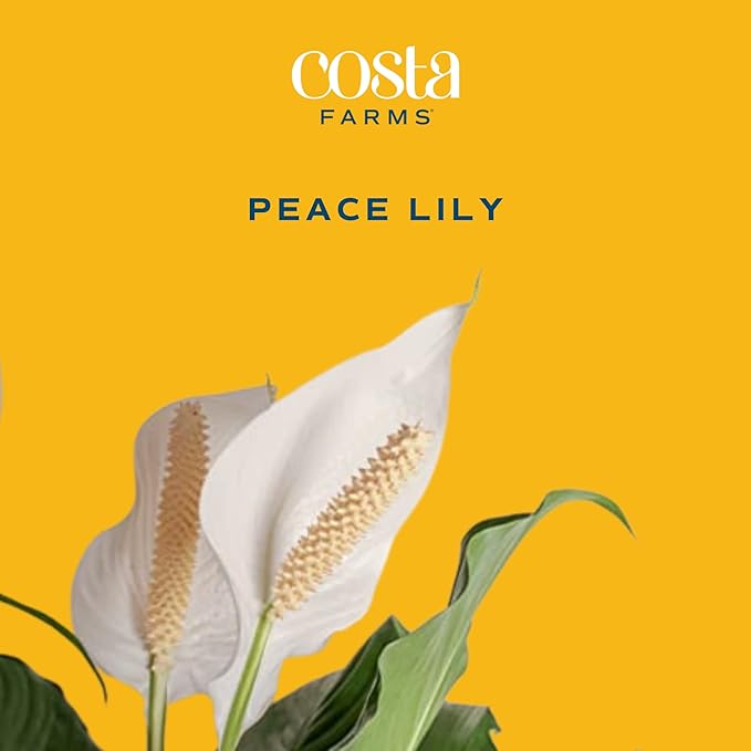Costa Farms Peace Lily, Live Indoor Plant with Flowers, Easy to Grow Houseplant in Decorative Pot, Potting Soil, Thinking of You, Get Well Soon Gift, Room Decor, 1 Foot Tall