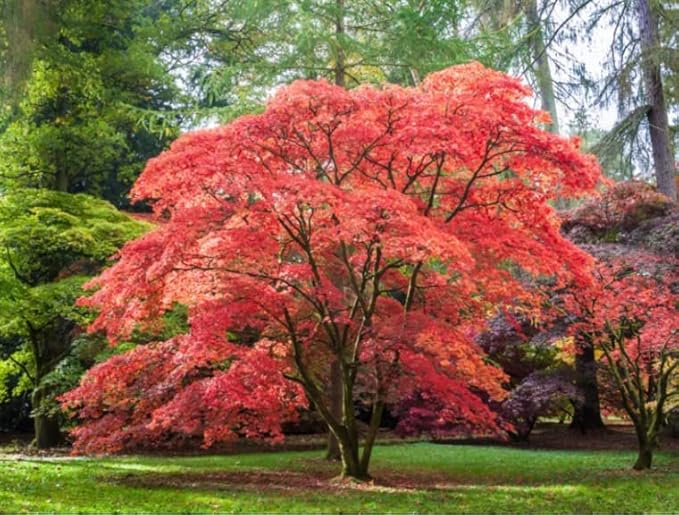 Red Japanese Maple Trees 2-Pack – Live Plants, 2-3 Ft Tall, Stunning Foliage