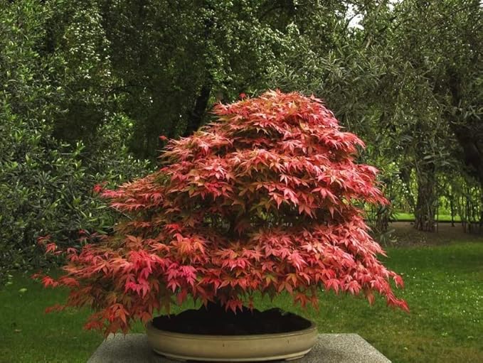 Red Japanese Maple Trees 2-Pack – Live Plants, 2-3 Ft Tall, Stunning Foliage
