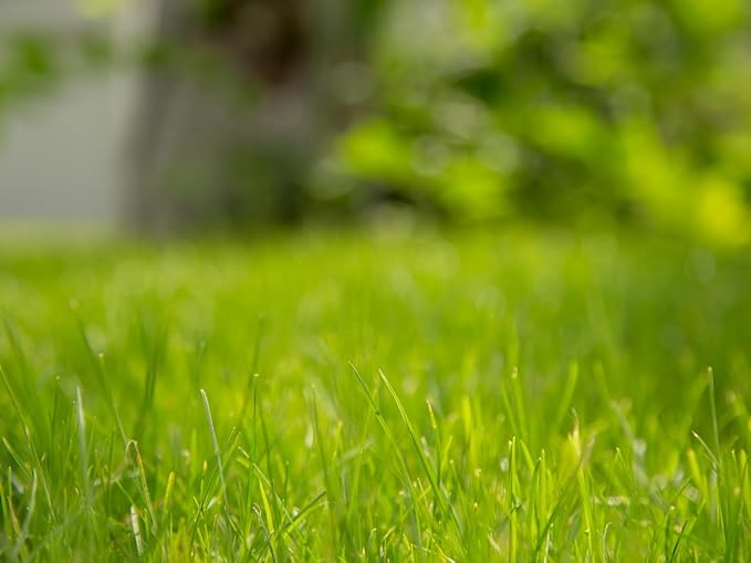 Brownie Brand Majestic Hulled Bermudagrass Seed | Premium Turf Grass for Dense, Drought-Resistant Lawns | Fast-Growing, Heat-Tolerant, Certified Seed for High-Traffic Areas. (50 Pound)