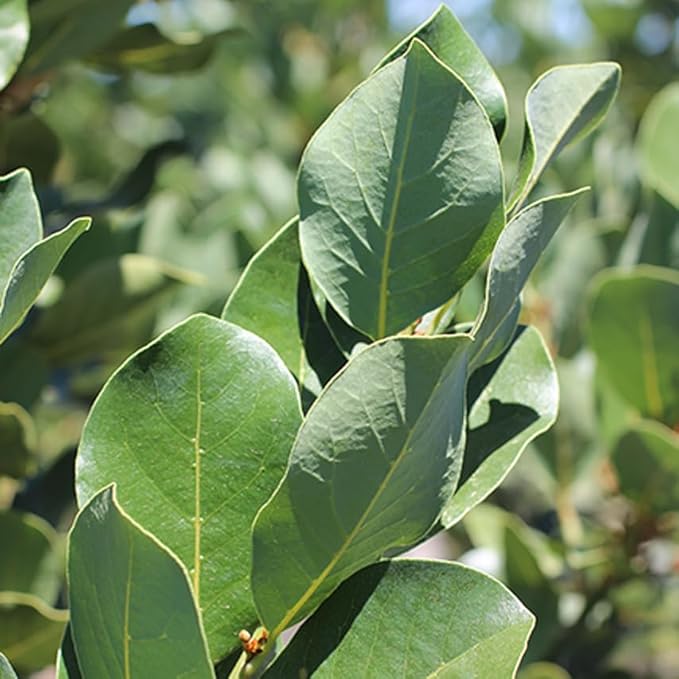 Mediterranean Bay Leaf, Bay Laurel Live Plant. Saratoga Variety - Laurus Nobilis. Live Plant. Fragrant, Fresh, Edible. Best for Pot Planting and Indoor. Mild Flavor. (2 Saratoga Plants in Sac)