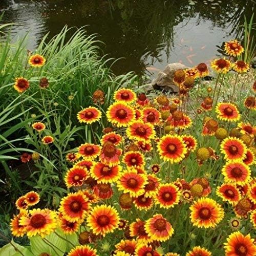 Non GMO Bulk Annual Gaillardia Blanket Flower Seed -Gaillardia pulchella (10 Lbs)