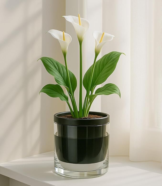 D'vine Dev 6 Inch Design Self Watering Planter for Indoor Plants, Black Terracotta Pot with Cylinder Glass Cup, Set of 2, 37-Y-B-3