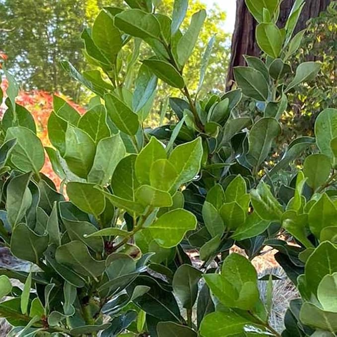 Mediterranean Bay Leaf, Bay Laurel Live Plant. Saratoga Variety - Laurus Nobilis. Live Plant. Fragrant, Fresh, Edible. Best for Pot Planting and Indoor. Mild Flavor. (2 Saratoga Plants in Sac)