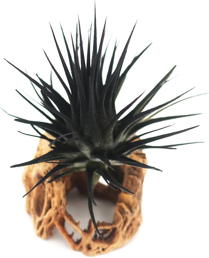 Live Extra Large Tillandsia Ionantha Guatemala Colorful Air Plant 3+ inch Enhanced Color Easy Care Indoor Outdoor Home Decor Gift Airplant by Awesome Industries (Black XL)