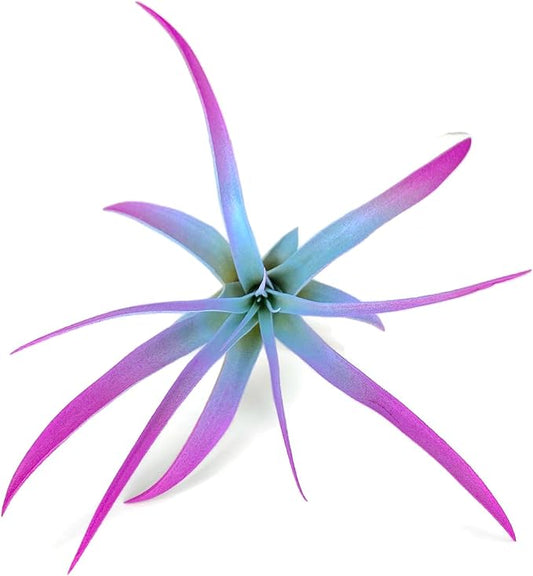 Colored Capitata Air Plant, Tillandsia, Airplant, Air Purification, House Plant, Home Decor & Gift, Live Plant (Rainbow #2)