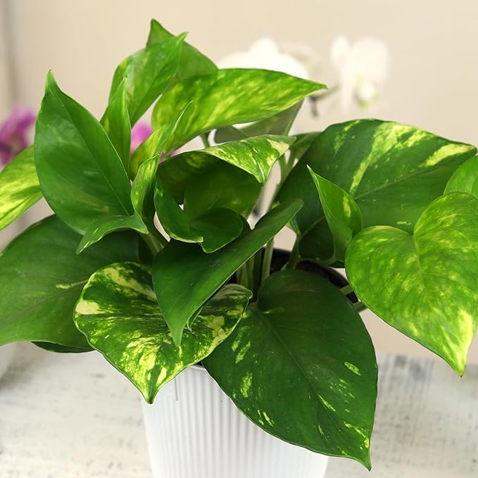 Golden Pothos Plant Live House Plant Live Plants, Trailing Plants Live Houseplants, Golden Pothos Live Plant Houseplant, Live Pothos Devils Ivy Live Plant Money Plant Indoor Plants by Plants for Pets