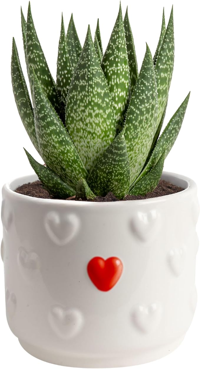 Costa Farms Haworthia Succulent, Easy to Grow Live Plant in Indoor Houseplant Pot, Potting Soil, 4-Inches Tall, Home & Room Decor