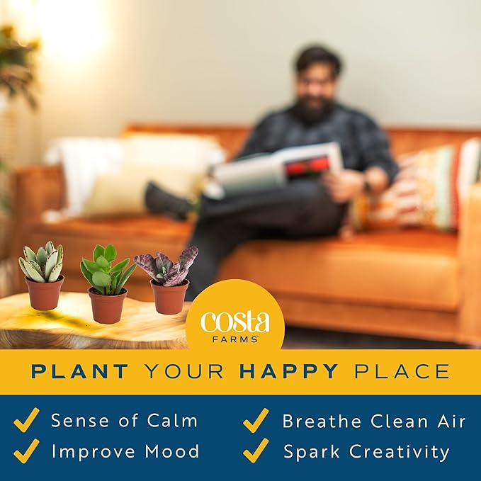 Costa Farms Succulents (25 Pack), Live Mini Succulent Plants, Grower's Choice Live House Plants, Potted in Nursery Plant Pots, Potting Soil Mix, Bulk Baby Shower, Bridal Shower Gift, DIY, Party Favors