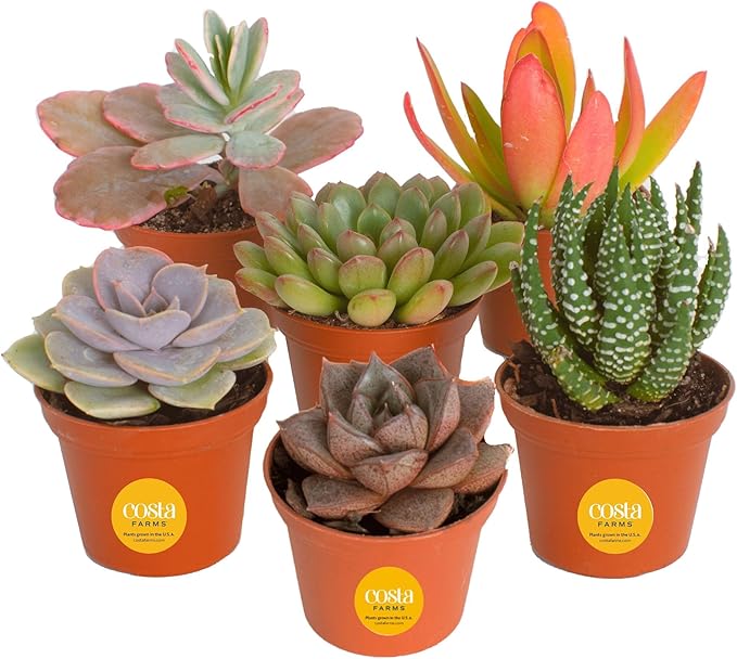 Costa Farms Succulents (6 Pack), Live Mini Succulent Plants, Grower's Choice Live Houseplants, Potted in Nursery Plant Pots, Potting Soil, Gift for Bulk Baby Shower, Bridal Shower, DIY Room Decor