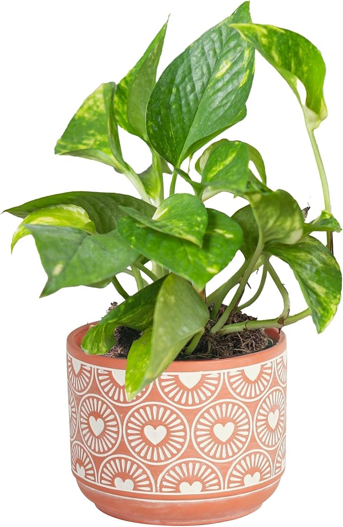 Costa Farms Golden Pothos Live Plant, Easy to Grow Vining Live Indoor Houseplant in Décor Planter, Real Housewarming Plant Gift, Home or Room Decor, 8-Inches Tall