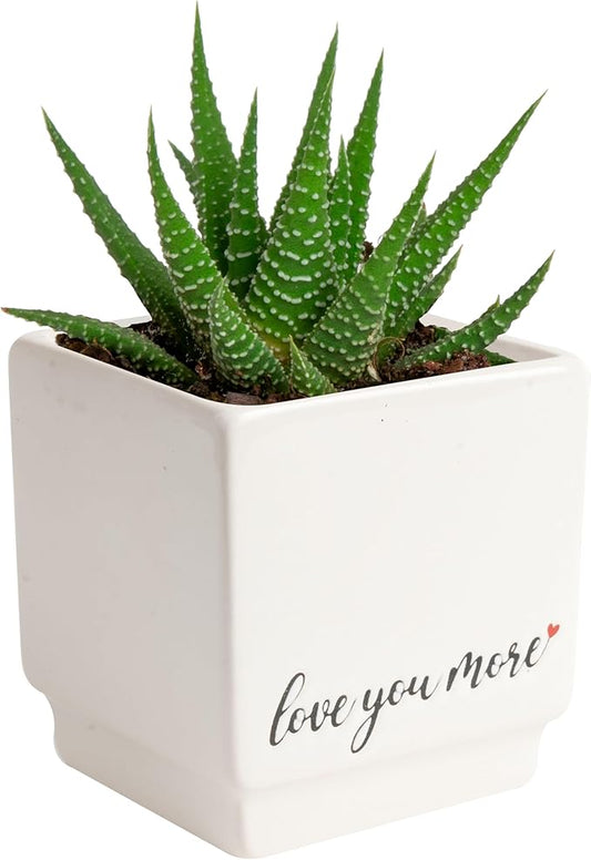 Costa Farms Mini Haworthia Succulent Fully Rooted Live Indoor Plant 6-Inches Tall, in Kokedama Ball