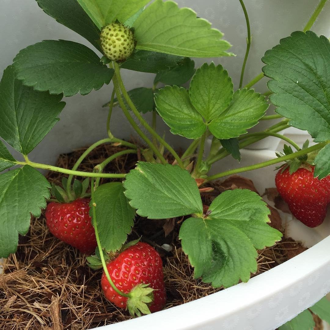 Mr. Stacky Smart Farm - Automatic Self Watering Garden - Grow Fresh Healthy Food Virtually Anywhere Year Round - Soil or Hydroponic Vertical Tower Gardening System (Standard Kit, Stone)