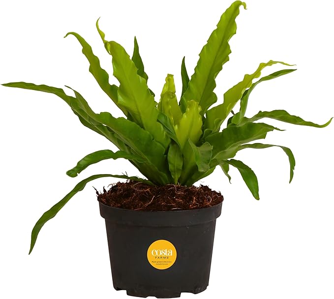Costa Farms Bird's Nest Fern Live Indoor House Plant 15-Inches Tall, Grower's Pot