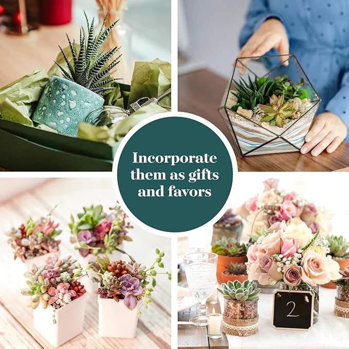 Shop Succulents Assorted Succulent Plant Pack Collection - Live Mini Succulent Plants, Low Maintenance, Mixture of Colors & Textures - Wedding and Party Favors, Gift & Garden, Pack of 40