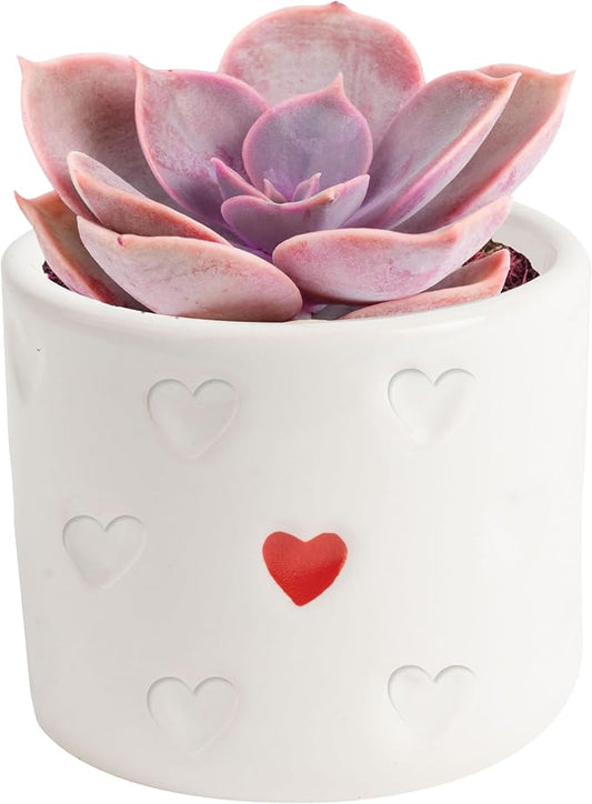 Costa Farms Succulent Plant, Live Indoor Plant Mini Succulent in Cute Decor Plant Pot, Potting Soil Mix, Grower's Choice, Valentine's Day Gift, Valentine Decor, Room Decor, 2-Inches Tall