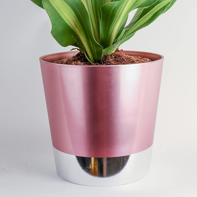 Costa Farms Dracaena Golden Heart Live Indoor Plant, Easy to Grow Houseplant in Modern Plant Pot, Potting Soil, Living Room, Home and Office Decor, Housewarming Gift, 2-3 Feet Tall