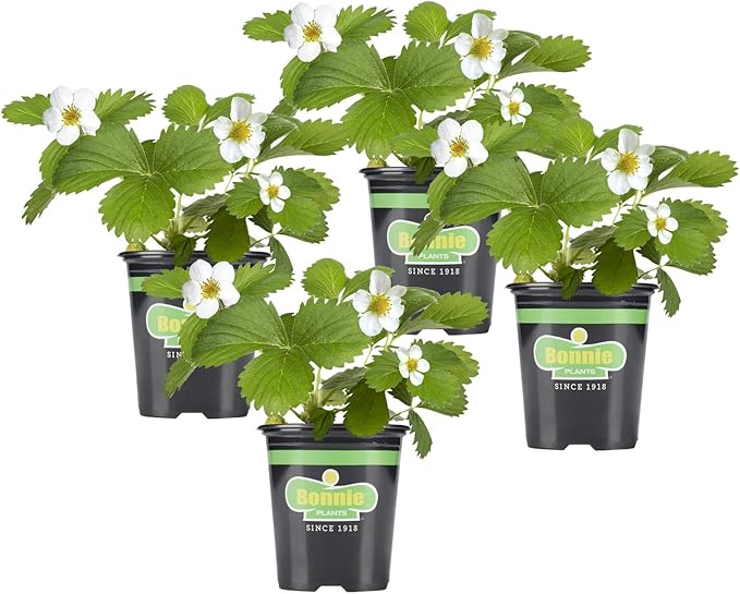 Bonnie Plants Strawberry, Live Plant, 19.3 oz. (4-Pack)