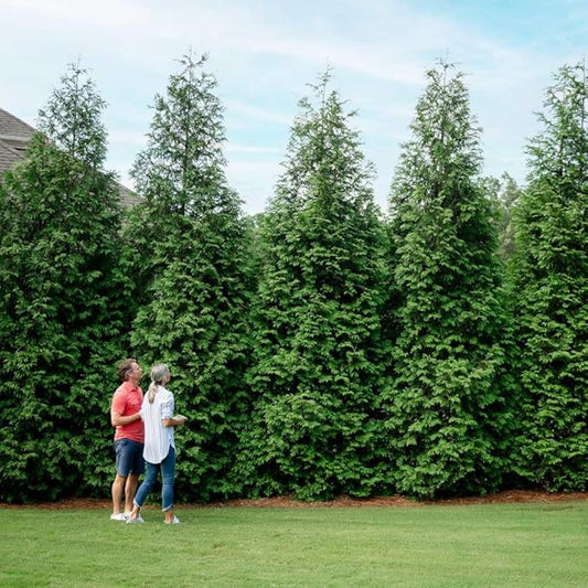 Brighter Blooms - Thuja Green Giant, 3-4 Feet - Live Plant - No Shipping to AK, AZ, HI, OR