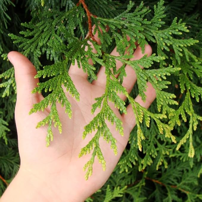 Brighter Blooms - Thuja Green Giant, 1-2 Feet - Live Plant - No Shipping to AK, AZ, HI, OR