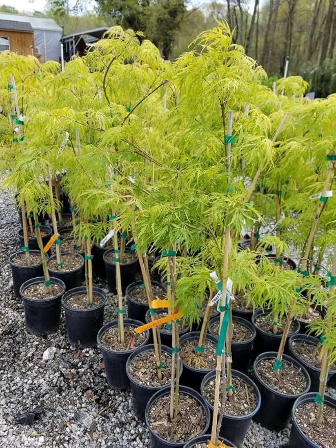 Waterfall Green Weeping Laceleaf Japanese Maple - Live Plant - Trade Gallon Pot
