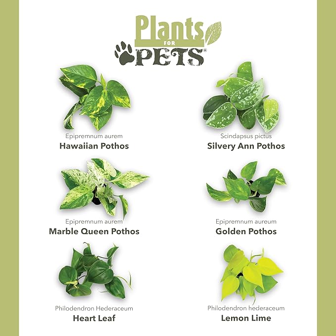 Plentiful Pothos & Philodendron (6-Pack), Pothos Live Plant Decor, Office Plants, Real Plants, Easy Indoor Plant, House Plants Indoors Live Plants Indoor Plants Live Houseplants by Plants for Pets