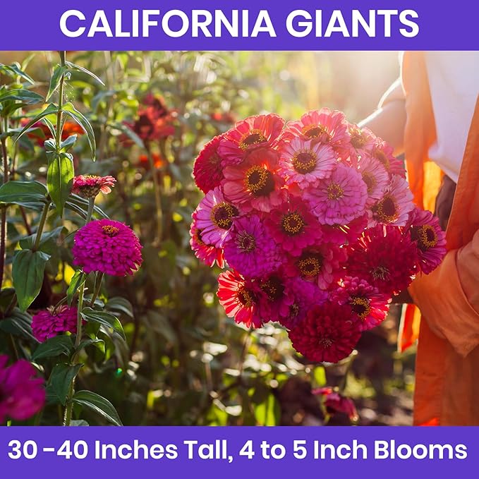 NatureZ Edge Zinnia Seeds for 2025 Planting Outdoors, Over 8250 Flower Seeds, 2 Oz, Non GMO Made in USA, Bulk Semillas De Flores para Sembrar, California Giants, Easy to Grow Zinnia Seed Mix