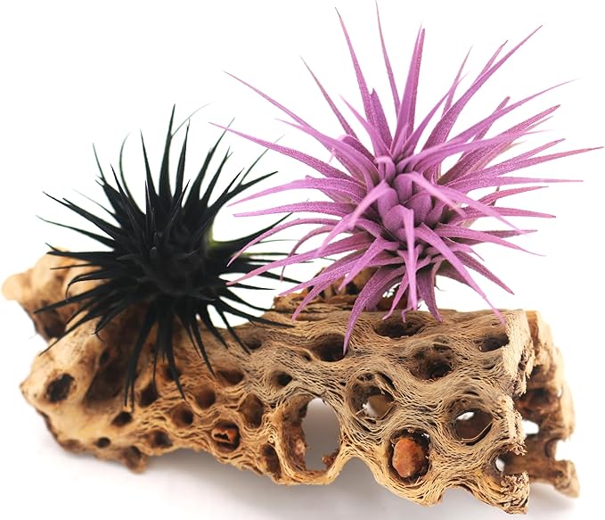 Live Extra Large Tillandsia Ionantha Guatemala Colorful Air Plant 3+ inch Enhanced Color Easy Care Indoor Outdoor Home Decor Gift Airplant by Awesome Industries (Black XL)