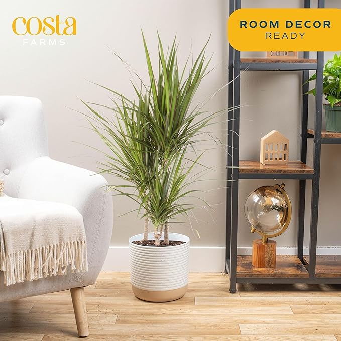 Costa Farms Dracaena Marginata Magenta Madagascar Dragon Tree, Live Indoor Plant, Easy to Grow Houseplant Potted in Decor Planter Pot, Living Room Home and Office Decor, 3-4 Feet Tall