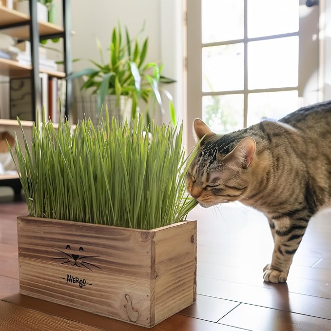Organic Cat Grass for Indoor Cats - 4X Seed Packets | Pet Cat Grass Kit for Growing Wheat Grass w Planting Seeds, Tools & Planter