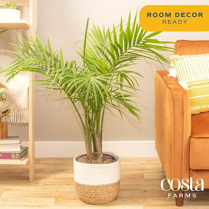 Costa Farms Majesty Palm Live Plant, Indoor and Outdoor Live Palm Tree, Potted in Premium Decor Planter, Tropical Patio, Balcony, Home Decor, Perfect House Plant Gift for Housewarming, 3-4 Feet Tall