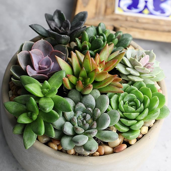 Altman Plants, Live Succulents Plants Live Houseplants (6PK), Succulents Live Plants Live House Plants Indoors Live, Live Cactus Plants Live Cacti Succulent Plants Live Indoor Plants Live Houseplants