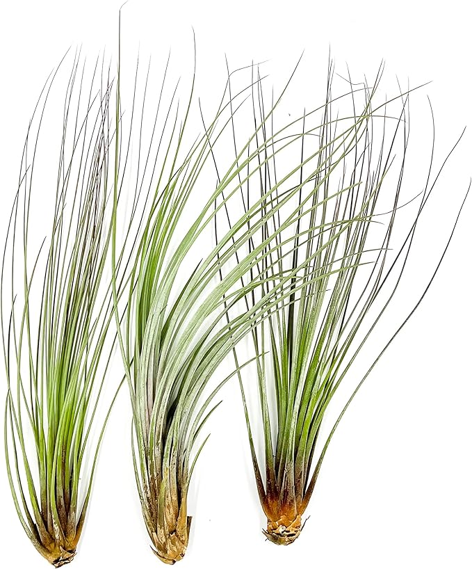 Air Plants Bulk - Tillandsia Juncea Wholesale, Jumbo 8-12" - 30ct - Live Arrival Guaranteed - House Plants for Home Decor & Gift