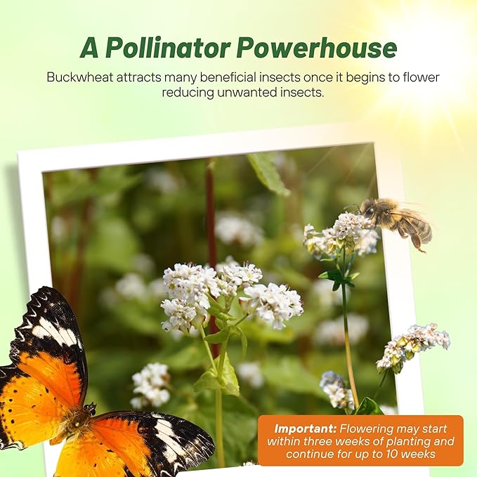 Outsidepride Buckwheat Seeds - 1lb Annual, Fast-Growing, Easy to Grow Buckwheat Cover Crop Seeds for Green Manure, Bee Pasture & Pollinators, Wildlife Habitat, Soil Improvement, and Erosion Control