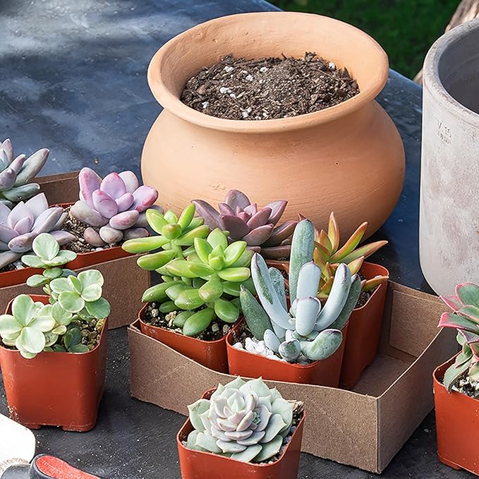 Altman Plants, Live Succulents Plants Live Houseplants (6PK), Succulents Live Plants Live House Plants Indoors Live, Live Cactus Plants Live Cacti Succulent Plants Live Indoor Plants Live Houseplants