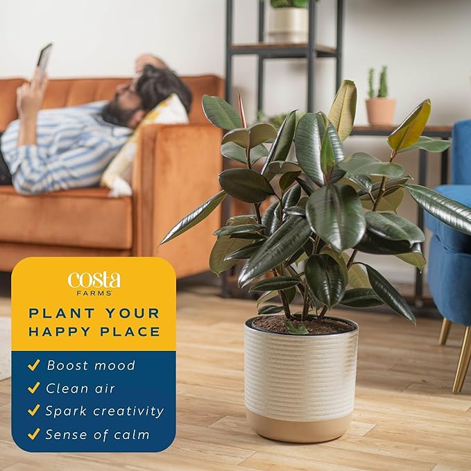 Costa Farms Burgundy Rubber Plant, Live Indoor Ficus Elastica Tree, Live Indoors Houseplant in Décor Planter Pot, Potting Soil Mix, Gift for Housewarming New House, Home or Office Decor, 2-3 Feet Tall