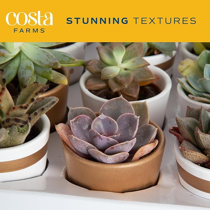 Costa Farms Mini Succulents (48 Pack), Live Succulent Plants in Decor Pots, Indoor Houseplants in Potting Soil, Party Favor Gifts, Bulk Baby Shower, Bridesmaid, 2-Inches Tall