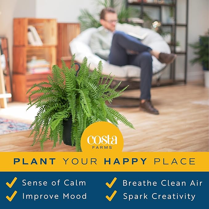 Costa Farms Ferns (2 Pack), Live Premium Boston Fern Plants in Hanging Basket Planters, Houseplants Potted in Soil Potting Mix, Outdoor Garden Gift, Beautiful Home Patio Décor, 16-Inches Tall