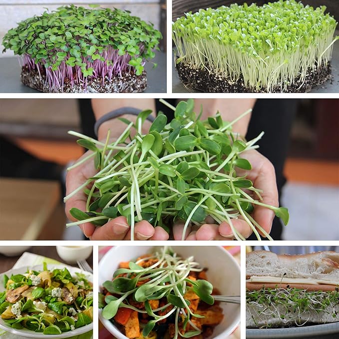 Buckwheat Seeds - 25 Lb Bulk ~300,000 Seeds - Organic, Non-GMO, Whole (Shell On) - Grow Buck Wheat Microgreens, Lettuce