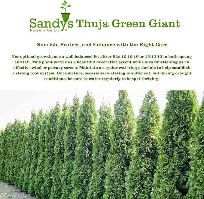 Thuja Green Giant Arborvitae Lot of 6, 3 Inch Pot
