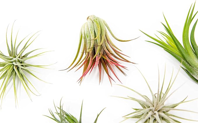 5 Pack Air Plants Assorted Tillandsia Ionantha - Live Succulent House Plants - Available in Wholesale and Bulk - Home and Garden Decor - Easy Care Indoor and Outdoor Plants