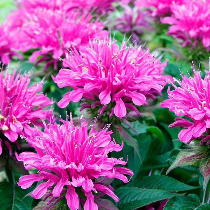 Park Seed Grow Your Own Vibrant Wildflower Garden Mixture, Perfect for Bees, Butterflies, and Hummingbirds, Panaroma Mix, Pack of 100