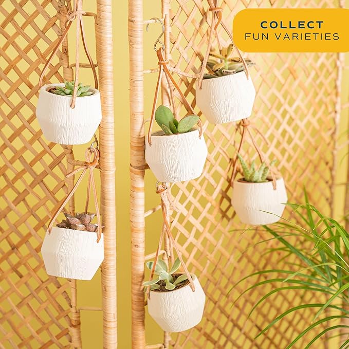Costa Farms Succulent Plant, Live Indoor Mini Succulent Plant in Hanging Basket Succulents Plant Pot, Potting Soil Mix, Grower's Choice, Easy Grow Houseplant, Home and Room Decor, 2-Inches Tall