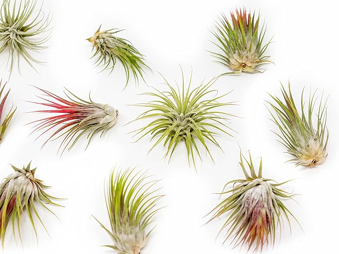5 Pack Large Air Plants Tillandsia Ionantha Guatemala - Live Succulent House Plants - Available in Wholesale and Bulk - Home and Garden Decor - Easy Care Indoor and Outdoor Plants (Pack of 5)