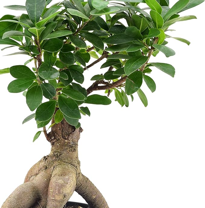 Arcadia Garden Products LV62 Ginseng Ficus Live Indoor Bonsai Plant in 6 in. Plastic Grower Pot, 6 Inch, Green *Sold by Amazon and Arcadia Garden Products*