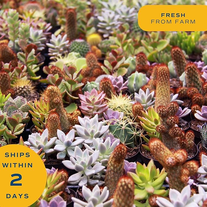 Costa Farms Mini Haworthia Succulent Fully Rooted Live Indoor Plant 6-Inches Tall, in Kokedama Ball