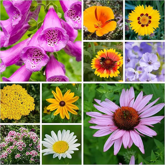 Wildflower Seeds Bulk - Meadow Wildflower Seed Mix, 5 Lbs Bulk, Annual & Perennial Wildflowers Seeds for Planting, Wild Flower & Grass Garden Mixture, Mountain Valley Seed Company